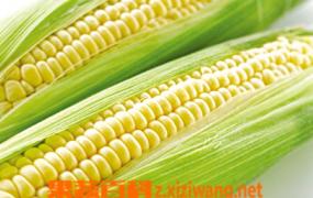 玉米的功效 贮存要领和烹煮知识