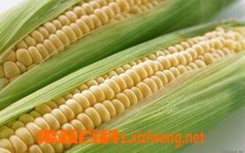 玉米施肥技巧 玉米种植如何施肥