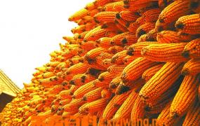 玉米深加工技术方法步骤