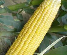 玉米分类,玉米种类划分