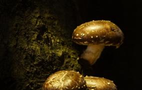 香菇常见虫害及其防治方法