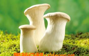 蘑菇的吃法大全 蘑菇怎么做好吃