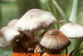 几种草菇常见病害的防治