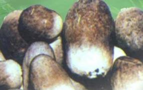 草菇幼菇死亡的防治