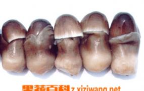 草菇栽培常见问题及其防治