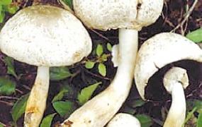 蘑菇的营养价值和蘑菇食用效果