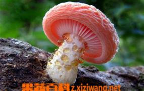 蘑菇疣孢霉病