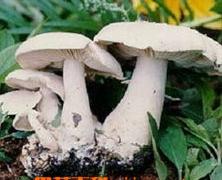 香口蘑生态种植技术
