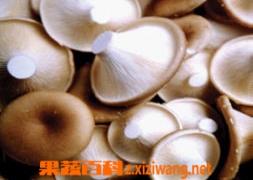 猪肚菇高产栽培技术