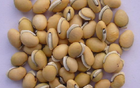 扁豆营养价值和药用价值