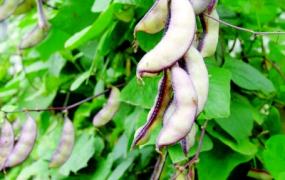 扁豆常见病害有哪些 如何防治扁豆病害？