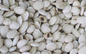 白扁豆营养价值和药用价值