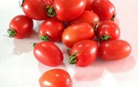 怎样培植小番茄 小番茄种植方法