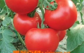 如何防治番茄病害
