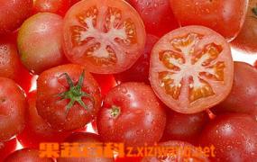 如何种植番茄,番茄种植方法