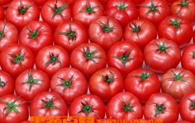 番茄种植技巧