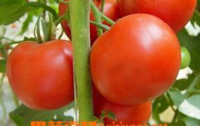 番茄生长环境要求,什么样的地方才能种番茄