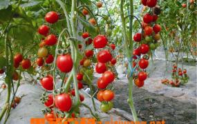 番茄青枯病症状和防治