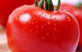 番茄不宜搭配的菜,番茄不能与哪些菜同吃