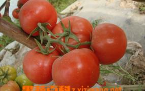 番茄红素如何防癌,番茄红素能抗癌吗