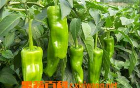 青椒营养价值和食用效果