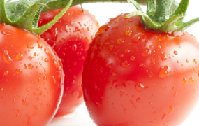番茄需肥特点 番茄不同阶段都需要哪些化肥