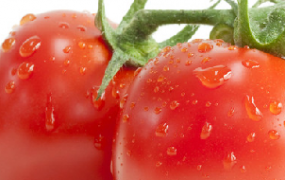 番茄红素胶囊的副作用