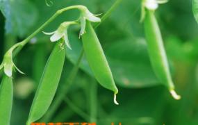 豌豆美容作用和食疗作用