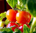 番茄果实的生理病害 番茄的主要病害有哪些