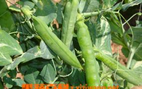 豌豆的栽培要点 豌豆如何种植