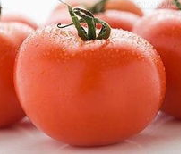大棚番茄谨防脐腐病 大棚番茄种植注意事项