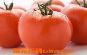 西红柿的养生功效和贮存方法