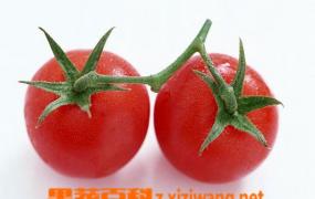 番茄黄萎病症状和治疗方法