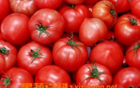 小番茄种植方法技巧