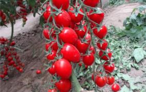 番茄的作用：吃番茄可防哮喘