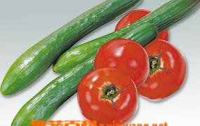 怎么种植黑番茄 黑番茄种植方法