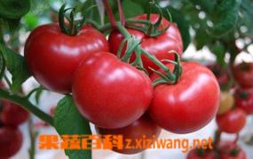 小番茄的功效和作用 吃小番茄的好处
