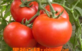 越夏番茄种植方法技巧
