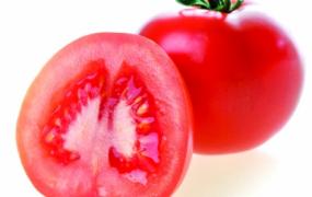 怎么种番茄？番茄种子如何种植