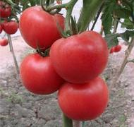 吃番茄可预防前列腺癌