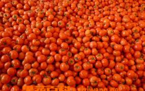 番茄树种植技巧