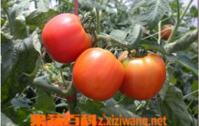 怎么种小番茄 小番茄种植技巧