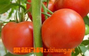 吃番茄的好处有哪些 吃番茄的好处介绍