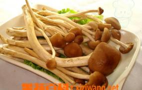 鲜茶树菇的营养价值和吃法