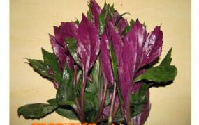 紫背菜的功效与作用