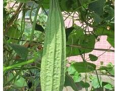 怎样种植丝瓜 盆栽丝瓜的种植方法