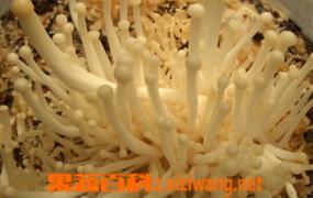 如何种植菌菇 菌菇种植方法技巧