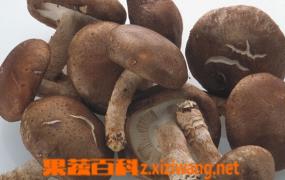 新鲜香菇怎么保存 新鲜香菇的保存方法