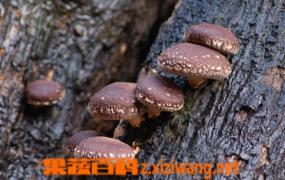 椴木香菇如何种 椴木香菇种植方法技巧