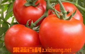 如何辨别催熟西红柿 催熟西红柿的特点
